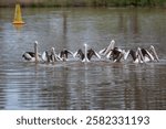 A flotilla of Australian pelicans working together as a team to herd fish or other aquatic creatures together so that they can feed on them in a creek at Nyngan in New South Wales, Australia.