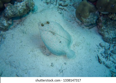 Flounder In Bonaire