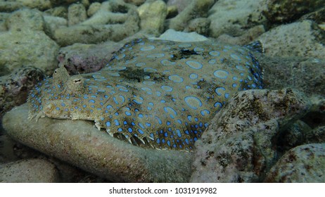 Flounder camouflage on rocks
