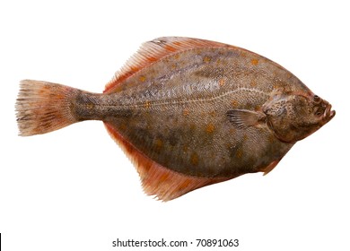 Flounder fish. Isolated on a white background