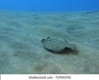 Flounder fish ocean