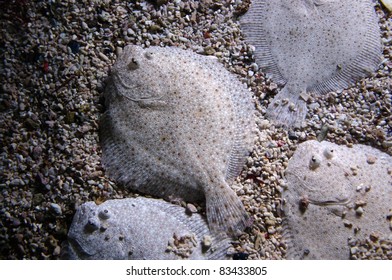 Flounder Flatfish