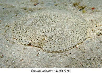 Flounder On The Sandy Bottom. Detail Of Tropical Bottom Dwelling Fish (Bothidae). Underwater Photography From Scuba Diving With Marine Life.