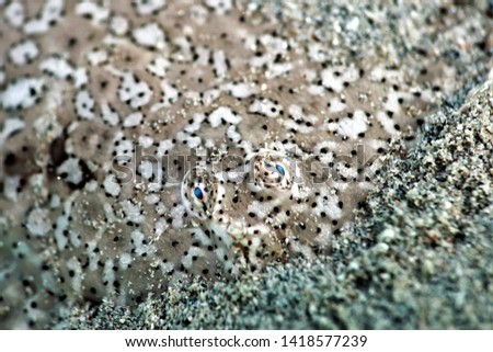 Flounder seen while diving in Nosy Komba, Madagascar.