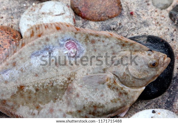 Fish Parasites >> Flounder Sick Wound Fish Parasites Infectionflounder Stock Fish Parasites >> Flounder Sick Wound Fish Parasites Infectionflounder Stock