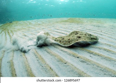 flounder swimming underwater in ocean