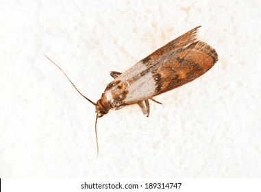 Pantry Moth Images Stock Photos Vectors Shutterstock