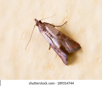 Pantry Moth Images Stock Photos Vectors Shutterstock