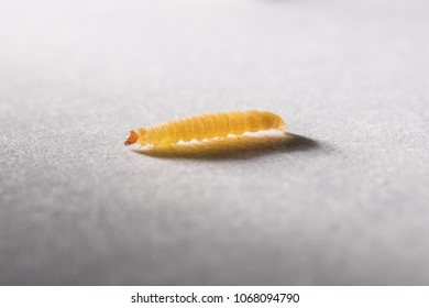 Flour Worm Larva Eats Oat Flakes Stock Photo 1068094790 | Shutterstock