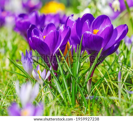Flourishing spring meadow with various crocus flowers