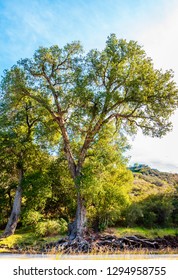 A Flourishing Tree Near Lake Sherwood In The Santa Monica Mountains, In Ventura County, California Overlooking The Lake Sherwood Reservoir. It Is South Of The Conejo Valley And City Of Thousand Oaks,