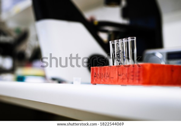 Flow Cytometry Tubes Red Rack Stock Photo 1822544069 | Shutterstock