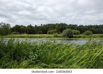 Flow of wind and river stream. Trees and plants leaning in the direction of the wind.
