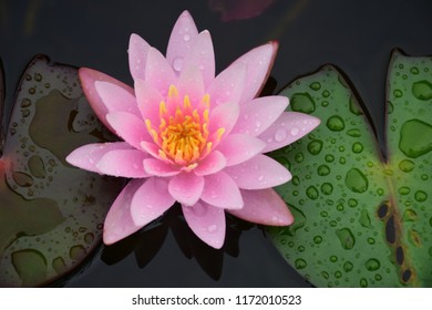 Pink​​ Lotus​ flower and Lotus​ flower​ plants​  