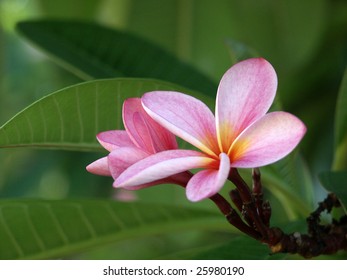 1,348 Frangipane flowers Images, Stock Photos & Vectors | Shutterstock