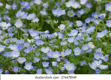 12,614 Baby blue eyes flower Images, Stock Photos & Vectors | Shutterstock