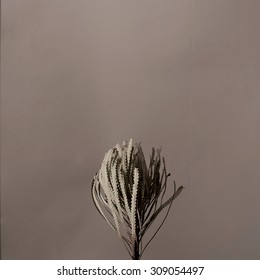 花 シンプル の写真素材 画像 写真 Shutterstock