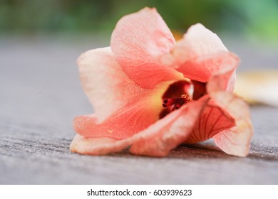 flower