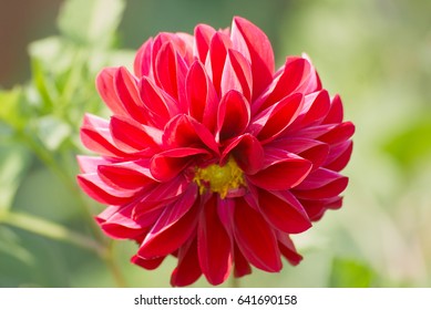 flower                    