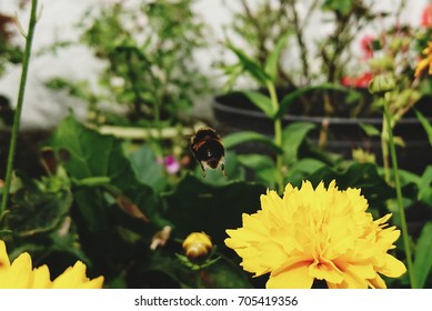 from flower to flower 