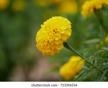 Flower.