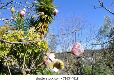 flower,
