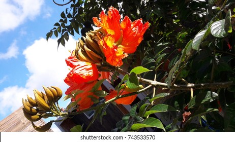 flower 
