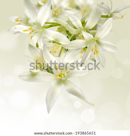 Similar – Flower Background Frame