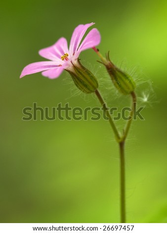 Similar – Erstlingsfrucht Farbfoto