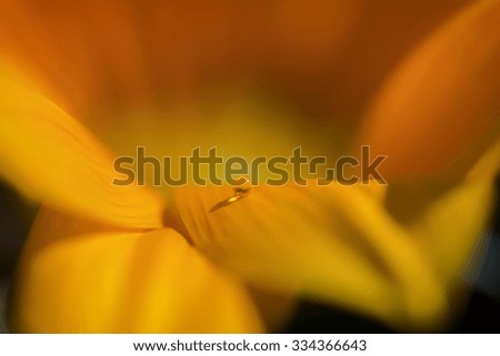 Similar – Image, Stock Photo El centro Yellow Flower