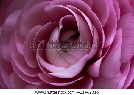 Similar – Image, Stock Photo Macro shot of a rose pink