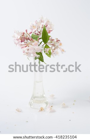 Similar – Cherry blossom branch with butterfly ornaments in glass jar