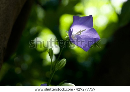 Similar – Image, Stock Photo Clematis | tendril to the sky.