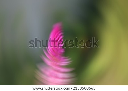 Geese and flowers