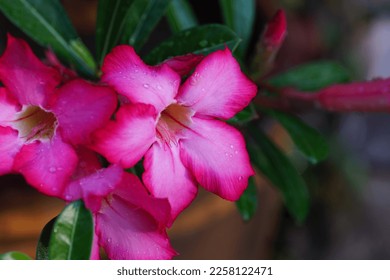 Flower of Adenium are growing in a pot in the garden on the morning.It is native to Africa and the Arabian Peninsula.Growing as a houseplant in temperate regions. - Shutterstock ID 2258122471