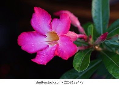 Flower of Adenium are growing in a pot in the garden on the morning.It is native to Africa and the Arabian Peninsula.Growing as a houseplant in temperate regions. - Shutterstock ID 2258122473