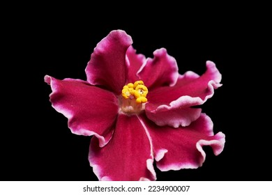 Flor Violeta Africana o