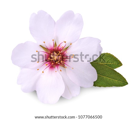 flower of almond isolated on white background