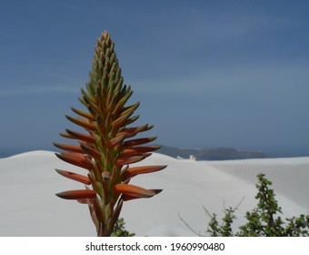The flower of an Aloe arborescens (krantz aloe) (candelabra aloe) blooms in Thera, Greece