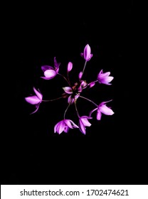 Flower AMOLED Wallpaper Dark Theme