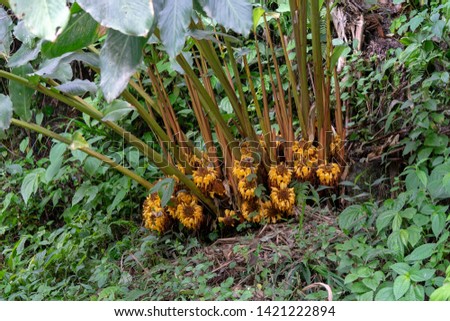 Flower of Amomum tsaoko, which is a ginger-like plant known in English by the transliterated Chinese name cao guo. It grows at high altitudes in Yunnan, an important local cash crop