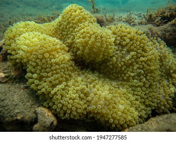 Flower Anemone On Rocks In Tayrona National Natural Park