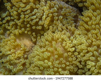 Flower Anemone On Rocks In Tayrona National Natural Park