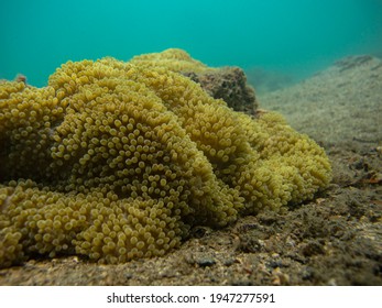 Flower Anemone On Rocks In Tayrona National Natural Park