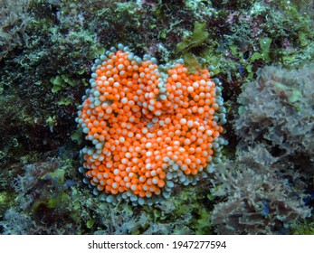 Flower Anemone On Rocks In Tayrona National Natural Park