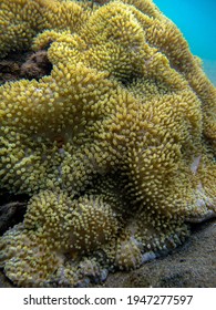 Flower Anemone On Rocks In Tayrona National Natural Park