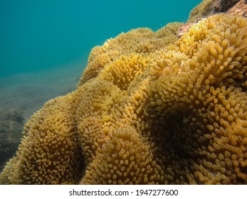 Flower Anemone On Rocks In Tayrona National Natural Park