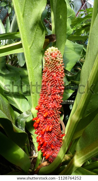 TÌNH YÊU CÂY CỎ ĐV.3 - Page 34 Flower-anthurium-cubense-araceae-family-600w-1128764252