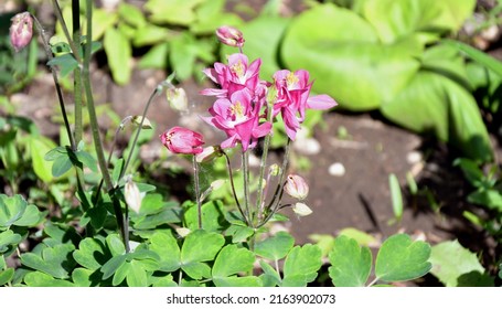 Flower Aquilegia vulgaris (Latin Aquilegia vulgaris) or Catchment (Columbine,  Grandmother's hat) in the spring garden 
