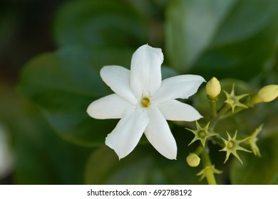 Flower Of An Arabian Jasmine (Jasminum Sambac)